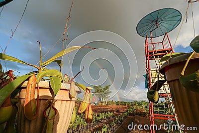 Nepenthes Alata Stock Photo