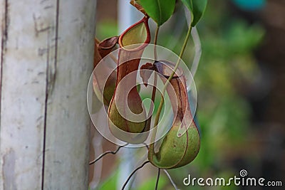 Nepenthes alata in the Philippines Stock Photo