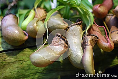 Nepenthes bellii Stock Photo
