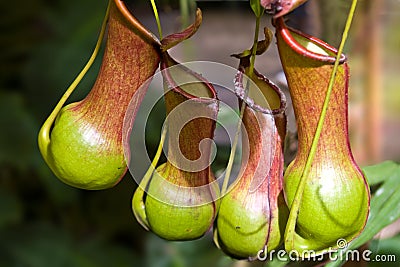 Nepenthes Burkei - Carnivorous Pitcher Plant Stock Photo