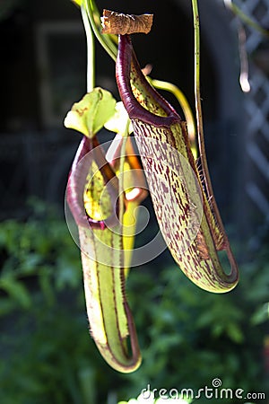 Nepenthes carnivores plant Stock Photo