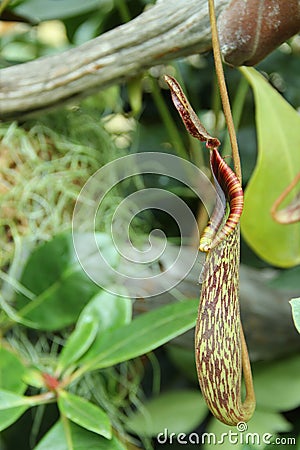 Nepenthes Stock Photo