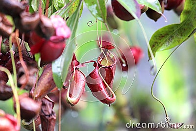 Nepenthes flower or monkey pitcher plant Stock Photo