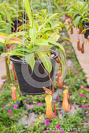 Nepenthes in garden& x28;Suan Lung Wut& x29; Stock Photo