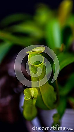 Nepenthes gracilis on dark background. Stock Photo