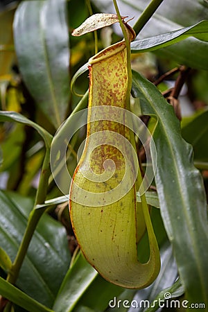 Nepenthes gracilis, slender pitcher plant close up Stock Photo