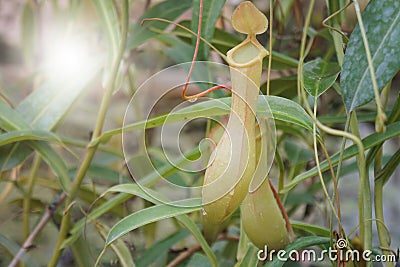 Nepenthes or monkey cups, tropical pitcher plants. Stock Photo