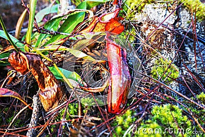 Nepenthes trees Stock Photo