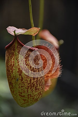 Nepenthes tropical carnivore plant in the garden. Stock Photo