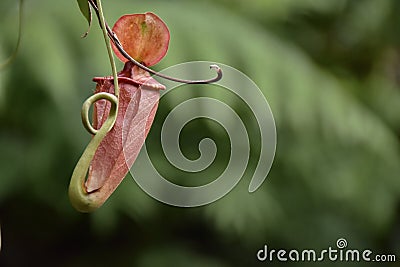 Nepenthes tropical carnivore plant in the garden. Stock Photo