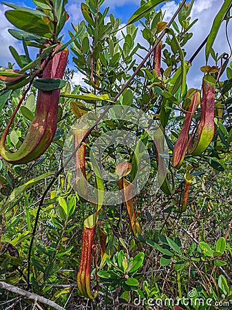 Pitcher plant hanging on trees Stock Photo