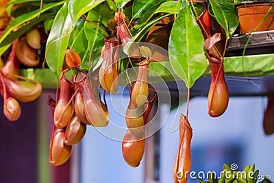 Nepenthes, Tropical pitcher plants and monkey cups. Insectivorous plant Stock Photo