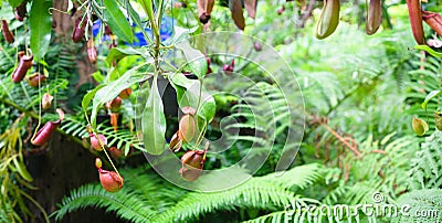 Nepenthes in tropical rainforest garden. Nepenthes is a genus of carnivorous plants, also known as tropical pitcher plants, or Stock Photo