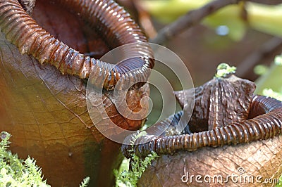 Nepenthes Ventricosa Stock Photo