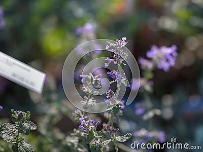 Nepeta Racemosa, Ornamental Perennial Plant in the Family of Lamiaceae Stock Photo