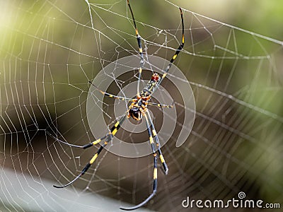 Nephila clavata Joro orb weaver spider on web 1 Stock Photo