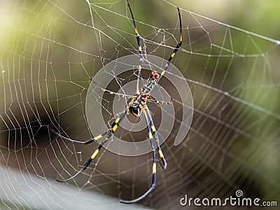 Nephila clavata Joro orb weaver spider on web 2 Stock Photo
