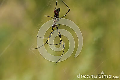Nephila Clavata Spider Stock Photo