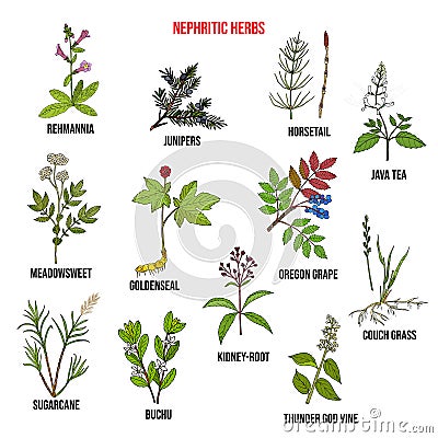 Nephritic herbs for kidney disease Vector Illustration