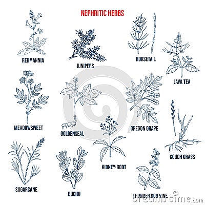 Nephritic herbs for kidney disease, natural botanical set Vector Illustration