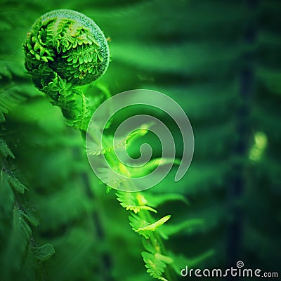 Nephrolepis exaltata The Sword Fern. Fresh green fern bush in detail, Stock Photo