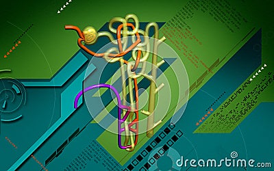 Nephron Cartoon Illustration