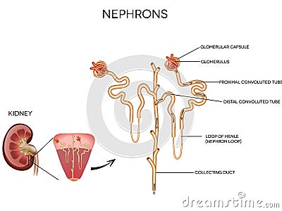 Nephron and glomerulus Vector Illustration