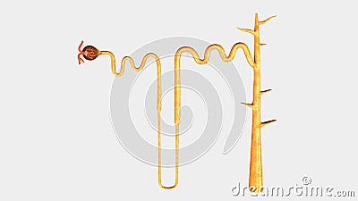 Nephron Stock Photo