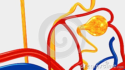 Nephron Stock Photo