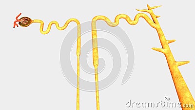 Nephron Stock Photo