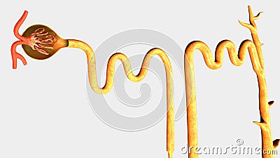 Nephron Stock Photo