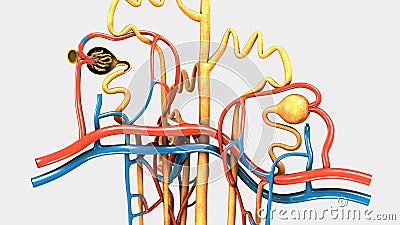 Nephron Stock Photo