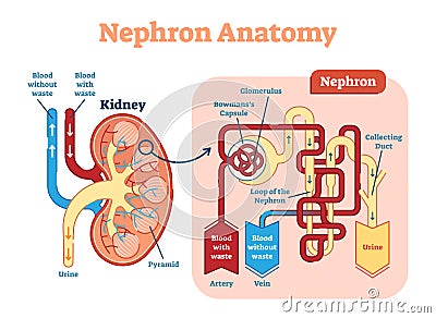 Kidney Nephron anatomy, vector illustration diagram scheme. Vector Illustration