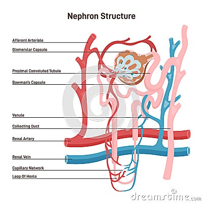 Nephron structure. Bowman's capsule, kidney filtering system with blood Cartoon Illustration