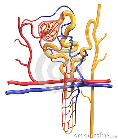 Nephron structure in kidney, medically 3D illustration Cartoon Illustration