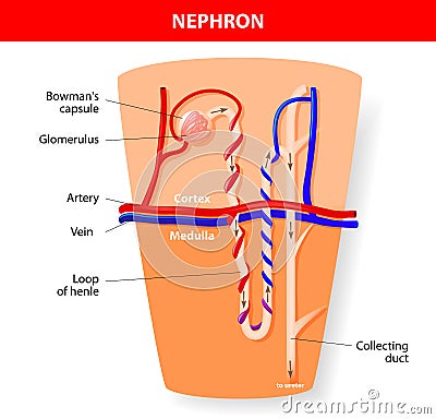 Nephron Structure Vector Illustration