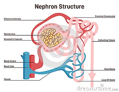 Nephron structure. Urine formation organ, functional unit of the kidney. Vector Illustration