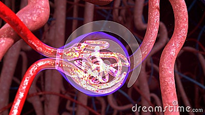 Nephrons Function Stock Photo