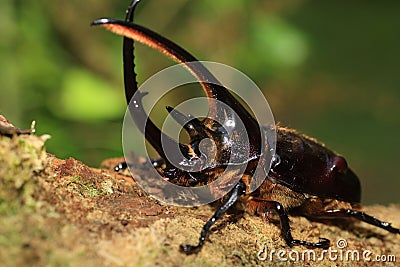 Neptunus beetle Stock Photo