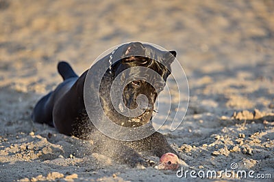 Nera. When you tired, but cannot stop playing. Stock Photo