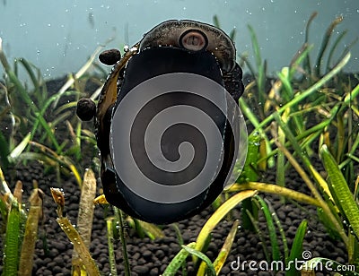 Nerite snail in planted aquarium Stock Photo