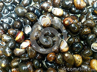 nerite snails Stock Photo