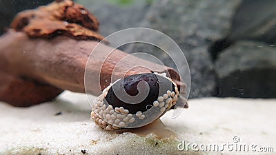 Neritina pulligera also called Military helmet snail, Neritina pulligera dusky nerite freshwater snail in the aquarium Stock Photo