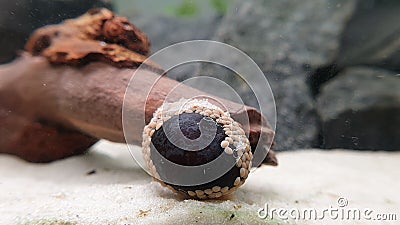 Neritina pulligera also called Military helmet snail, Neritina pulligera dusky nerite freshwater snail in the aquarium Stock Photo