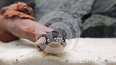 Neritina pulligera also called Military helmet snail, Neritina pulligera dusky nerite freshwater snail in the aquarium Stock Photo