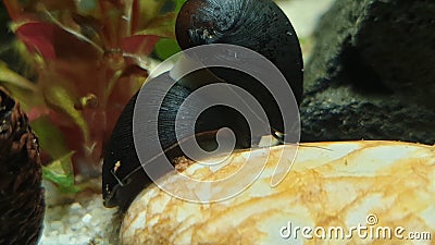 Neritina pulligera, also steel helmet snail, brown racing snail or black ball racing snail in an aquarium with plants and stones Stock Photo