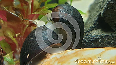 Neritina pulligera, also steel helmet snail, brown racing snail or black ball racing snail in an aquarium with plants and stones Stock Photo