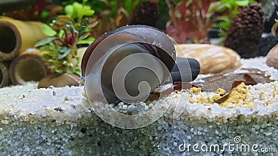 Neritina pulligera, also steel helmet snail, brown racing snail or black ball racing snail in an aquarium with plants and stones Stock Photo