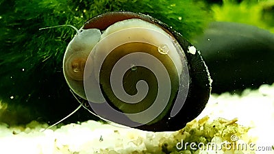 Neritina pulligera, also steel helmet snail, brown racing snail or black ball racing snail in an aquarium with plants and stones Stock Photo