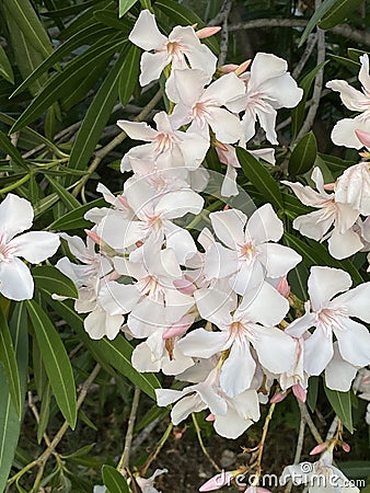 Nerium oleander Common oleander at foot of mountains in Croatia Stock Photo
